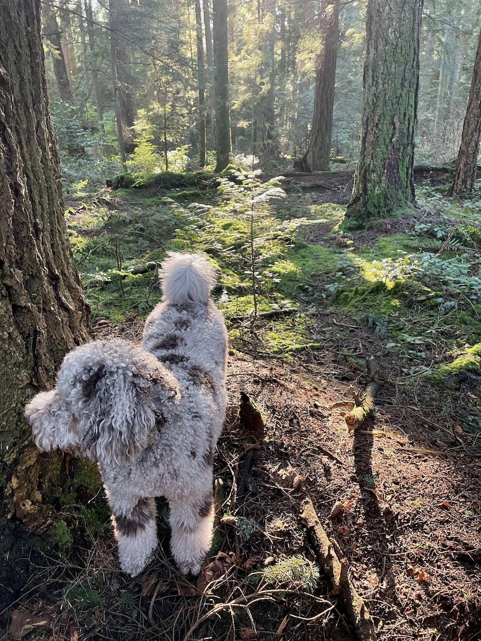 In the forest